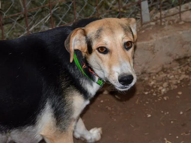 Kiara, female senior Mixed Breed for adoption at ProTier e.V.