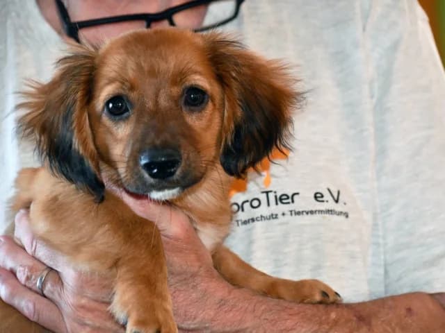 Micra, female puppy Mixed Breed for adoption at ProTier e.V.