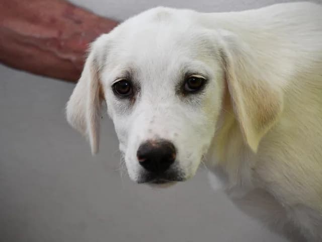 Ombra, female Mixed Breed for adoption at ProTier e.V.