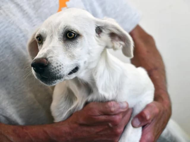 Ombretta, female Mixed Breed for adoption at ProTier e.V.