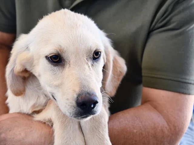 Orazia, female Mixed Breed for adoption at ProTier e.V.