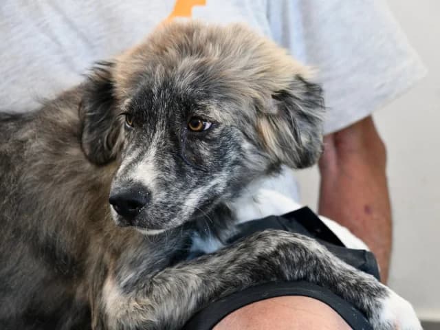 Ostia, female Mixed Breed for adoption at ProTier e.V.