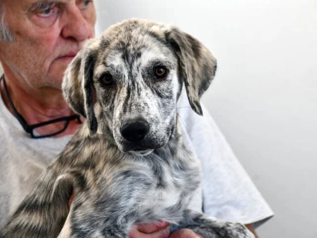 Orff, Mixed Breed (ProTier e.V.)