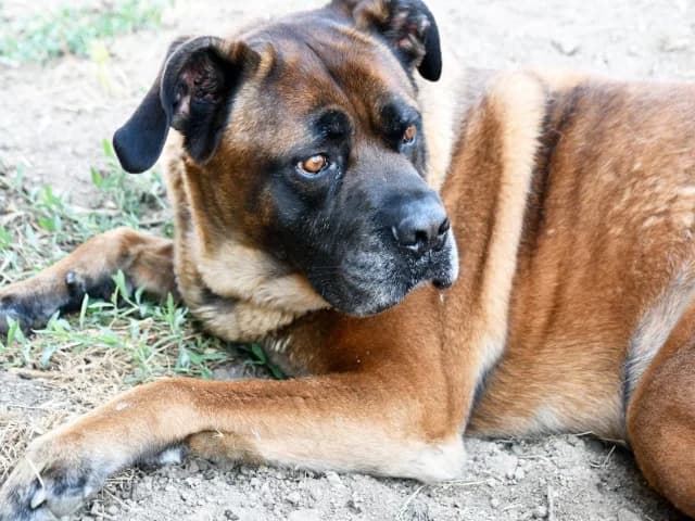 Bob, male 7yo Mixed Breed for adoption at ProTier e.V.