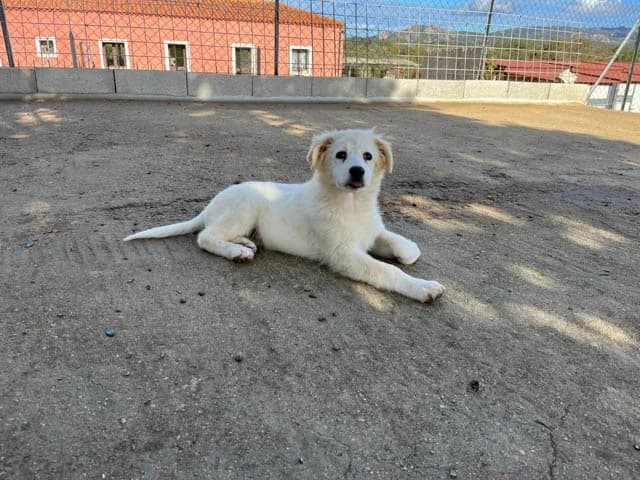 Qua, female Mixed Breed for adoption at ProTier e.V.