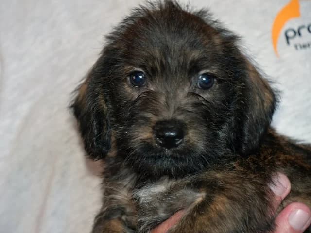 Pupo, male Mixed Breed for adoption at ProTier e.V.