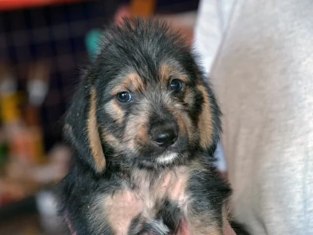 Plum, male Mixed Breed for adoption at ProTier e.V.