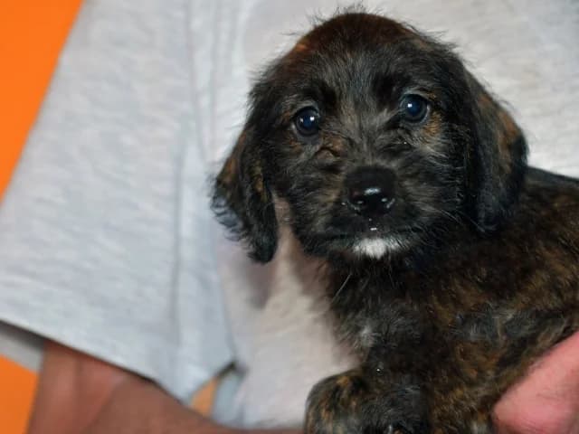 Pinella, female Mixed Breed for adoption at ProTier e.V.