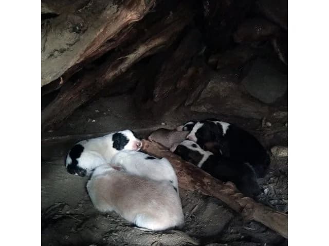 Semola, female Mixed Breed for adoption at ProTier e.V.