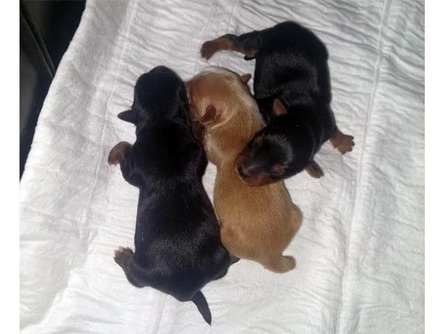 Annino, Mixed Breed (ProTier e.V.)