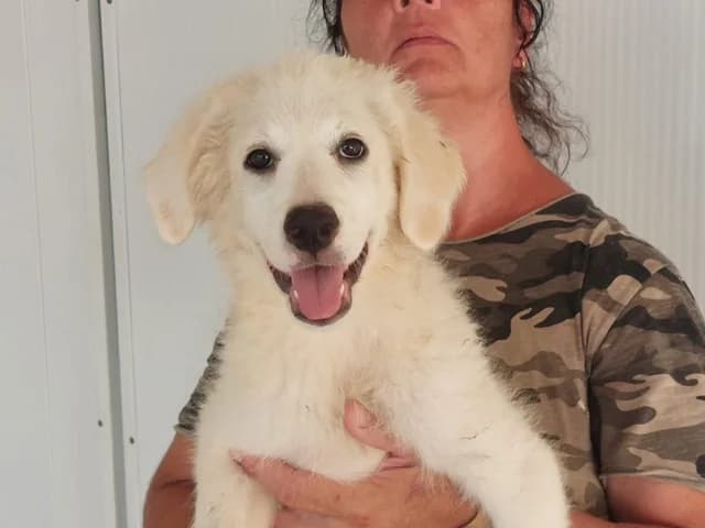 Marita, beige female Mixed Breed for adoption at ProTier e.V.