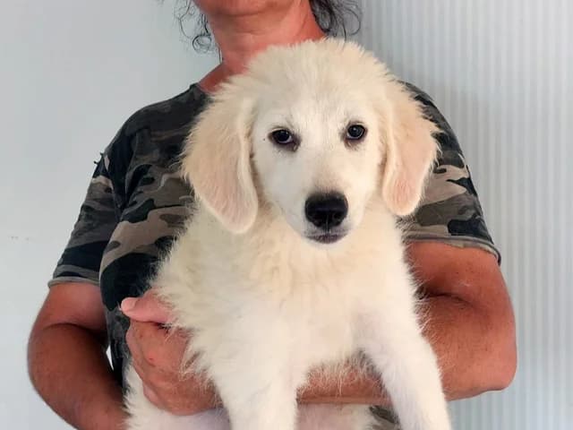 Miele, Mixed Breed (ProTier e.V.)