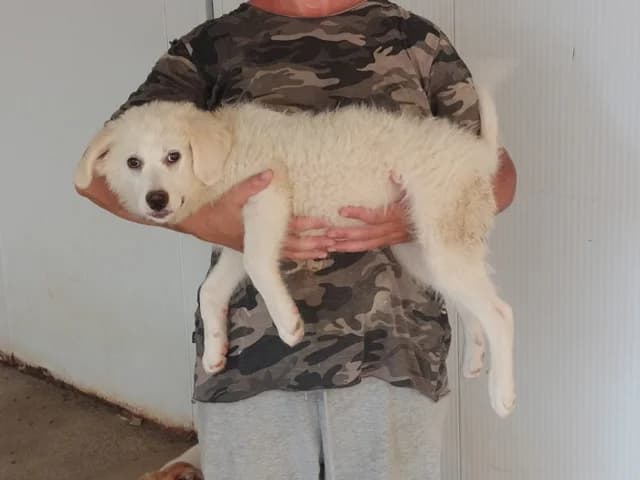 Muesly, beige female young Mixed Breed for adoption at ProTier e.V.