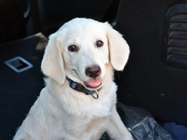 Silva, female puppy Mixed Breed for adoption at ProTier e.V.