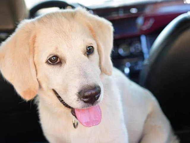 Selva, female Mixed Breed for adoption at ProTier e.V.