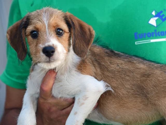 Tequila, female puppy Mixed Breed for adoption at ProTier e.V.