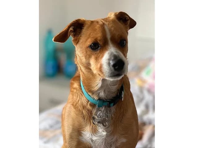 Nemo, Mixed Breed (ProTier e.V.)