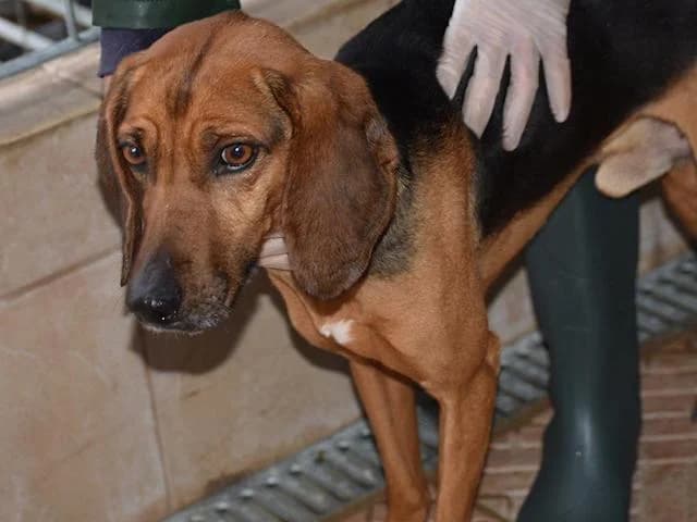 Girolamo, male senior Mixed Breed for adoption at ProTier e.V.