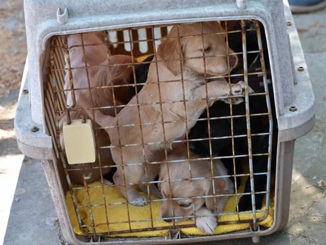Emilia, female young Mixed Breed for adoption at ProTier e.V.
