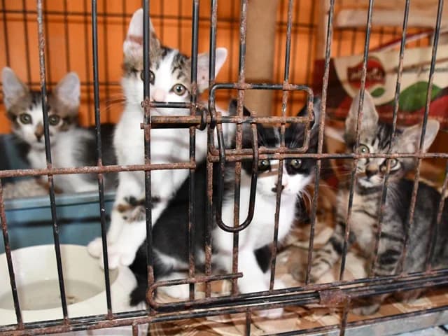 Claudia, female puppy mixed breed for adoption at ProTier e.V.