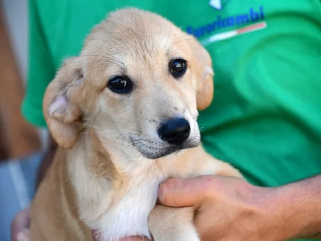 Piuma, female puppy Mixed Breed for adoption at ProTier e.V.