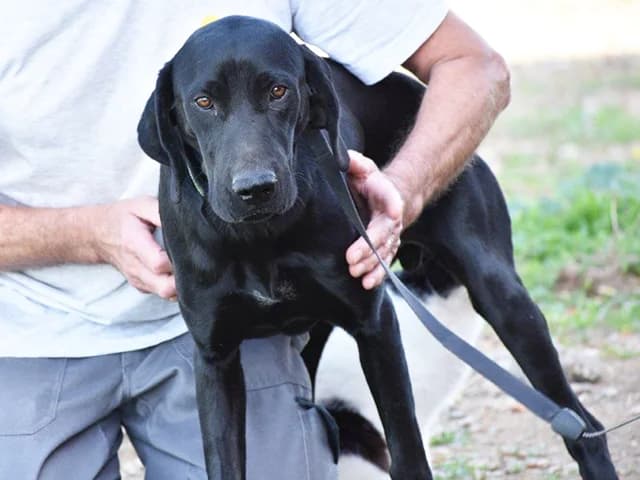 Zorro, male senior Mixed Breed for adoption at ProTier e.V.