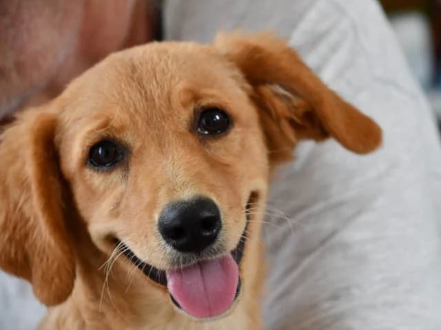 Birra, female young Mixed Breed for adoption at ProTier e.V.