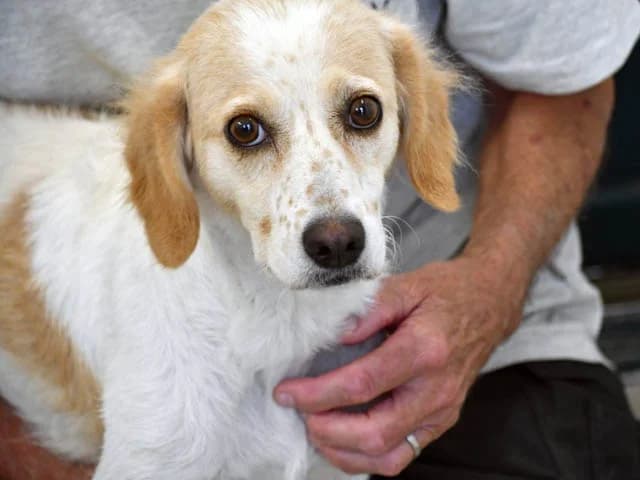 Bianchina, female puppy Mixed Breed for adoption at ProTier e.V.