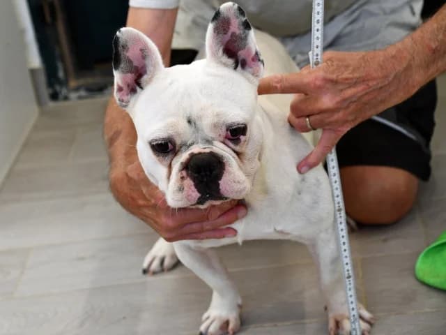 Charlie, male 4yo Mixed Breed for adoption at ProTier e.V.