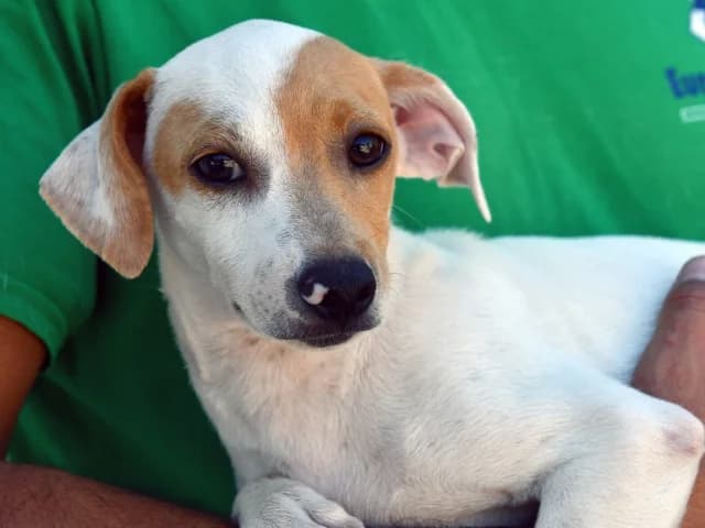 Snoopy, male puppy Mixed Breed for adoption at ProTier e.V.