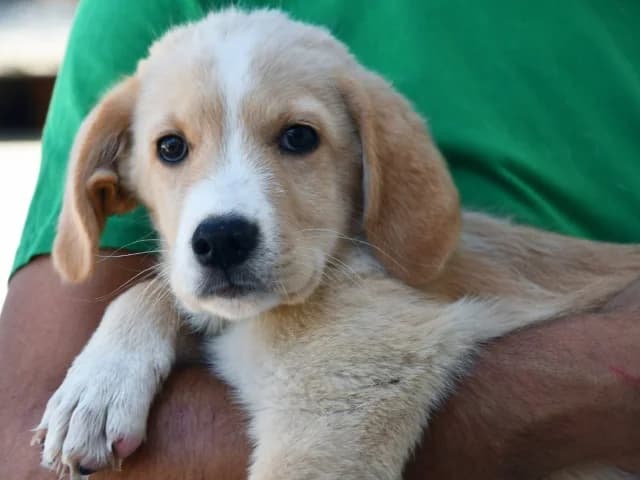 Gimmy, male young Mixed Breed for adoption at ProTier e.V.