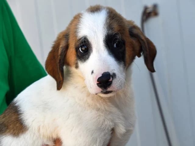 Flash, female young Mixed Breed for adoption at ProTier e.V.
