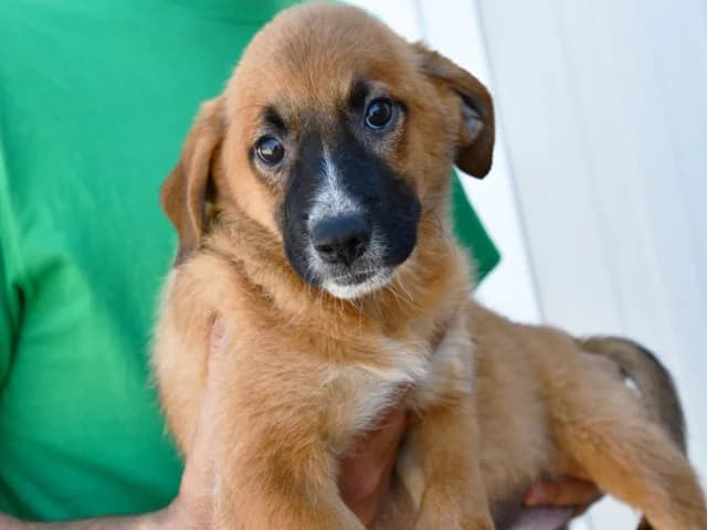 Foxi, female young Mixed Breed for adoption at ProTier e.V.