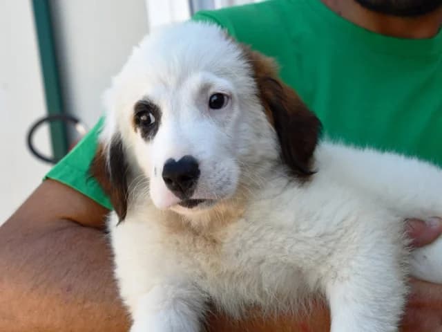 Fusi, female young Mixed Breed for adoption at ProTier e.V.