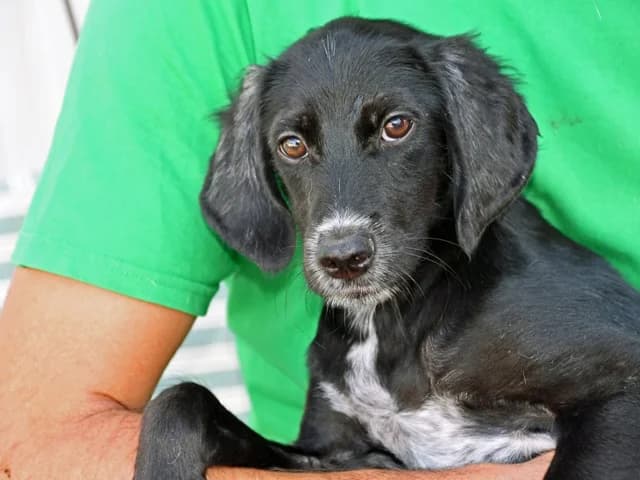 Maurizia, female puppy Mixed Breed for adoption at ProTier e.V.