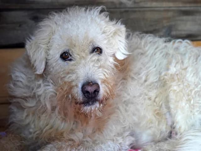 Lidia, female 6yo Mixed Breed for adoption at ProTier e.V.