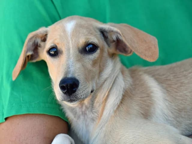 Barbie, female young Mixed Breed for adoption at ProTier e.V.