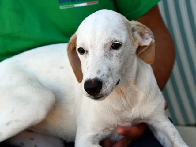Becky, female young Mixed Breed for adoption at ProTier e.V.