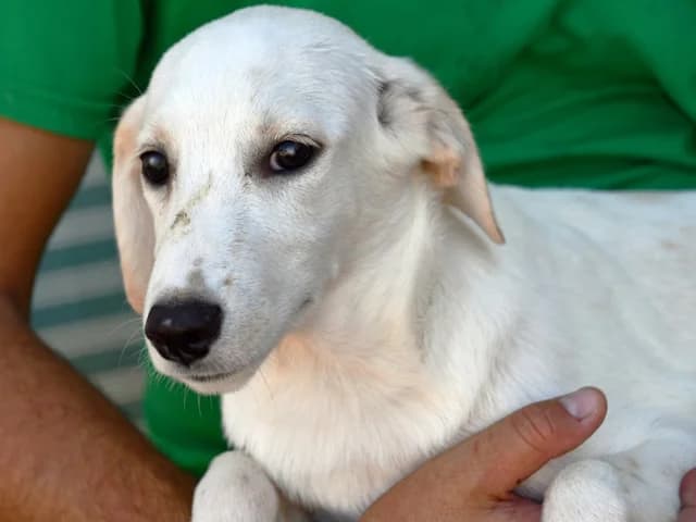 Buffa, female young Mixed Breed for adoption at ProTier e.V.