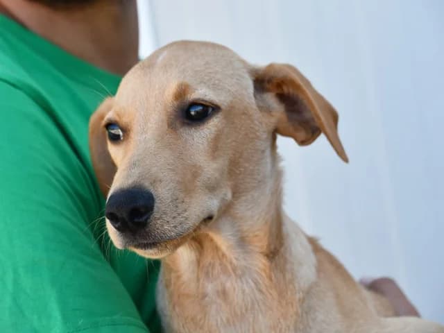 Bagel, male young Mixed Breed for adoption at ProTier e.V.