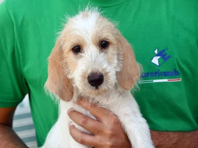 MartaP, female young Mixed Breed for adoption at ProTier e.V.