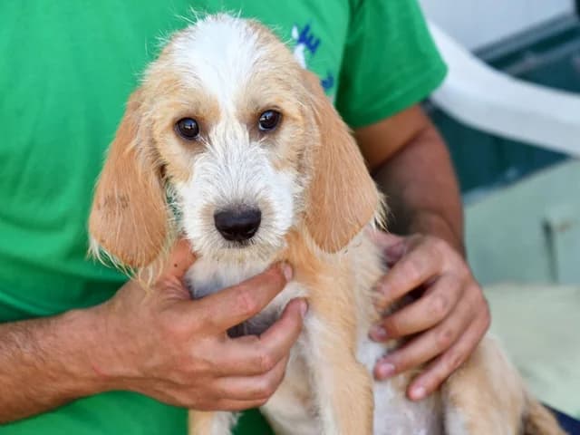 MartinaP, female young Mixed Breed for adoption at ProTier e.V.