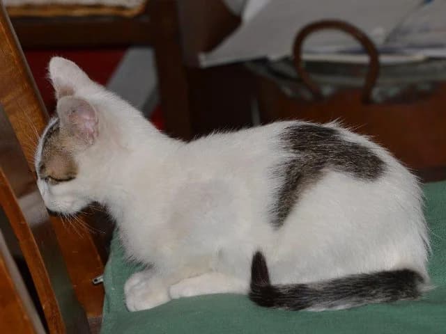 Orlando, male senior European Shorthair for adoption at ProTier e.V.