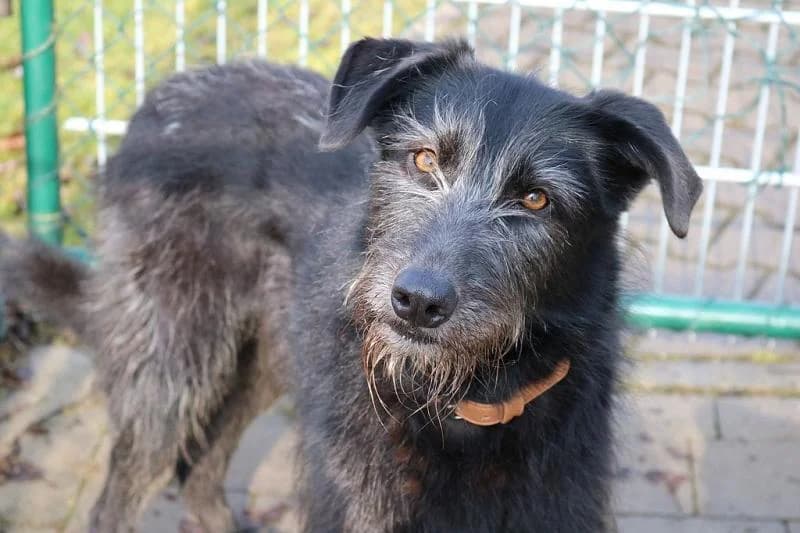 Tinka,  senior Mixed Breed for adoption at Tierheim Quellenhof Passbrunn