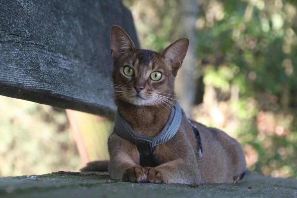 Asik,  7yo mixed breed for adoption at Tierheim Quellenhof Passbrunn