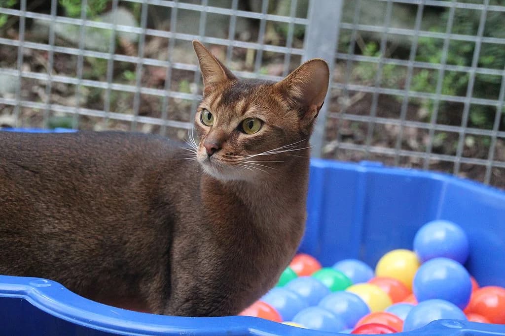 Asik,  mixed breed for adoption at Tierheim Quellenhof Passbrunn — photo 2 of 11