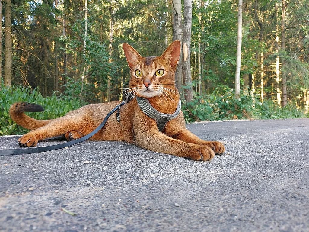Asik,  mixed breed for adoption at Tierheim Quellenhof Passbrunn — photo 3 of 11