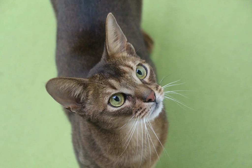 Asik,  mixed breed for adoption at Tierheim Quellenhof Passbrunn — photo 4 of 11