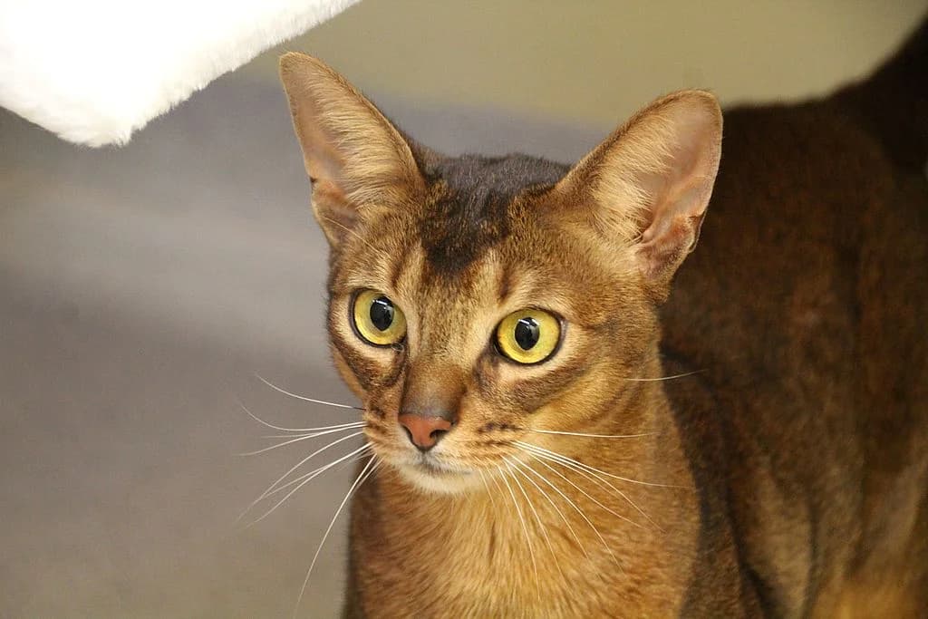 Asik,  mixed breed for adoption at Tierheim Quellenhof Passbrunn — photo 5 of 11