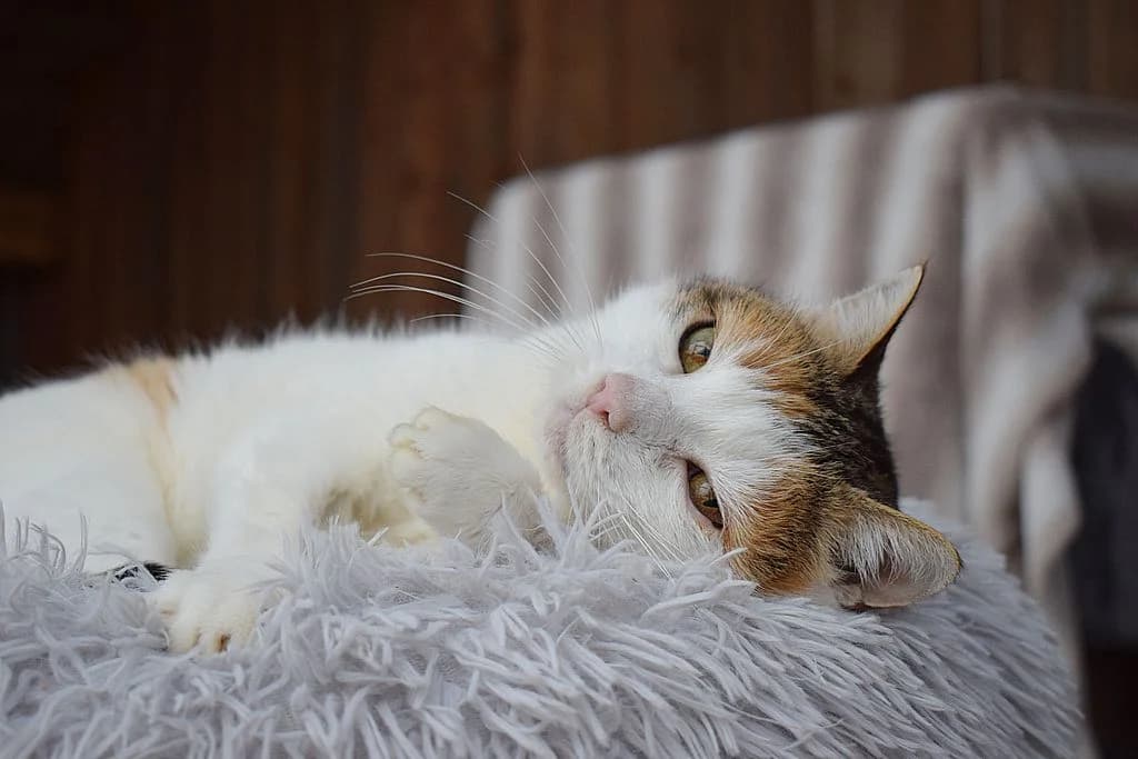 Litschi,  senior European Shorthair for adoption at Tierheim Quellenhof Passbrunn